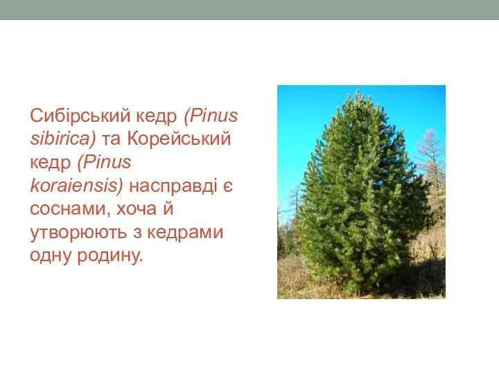 Сибірський кедр (Pinus sibirica) та Корейський кедр (Pinus koraiensis) насправді