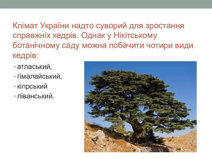 Клімат України надто суворий для зростання справжніх кедрів. Однак у