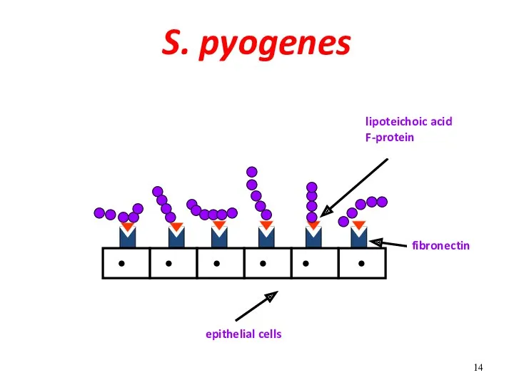 S. pyogenes fibronectin lipoteichoic acid F-protein epithelial cells