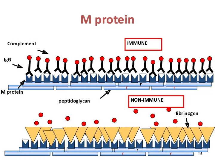 M protein M protein fibrinogen peptidoglycan IgG Complement IMMUNE NON-IMMUNE