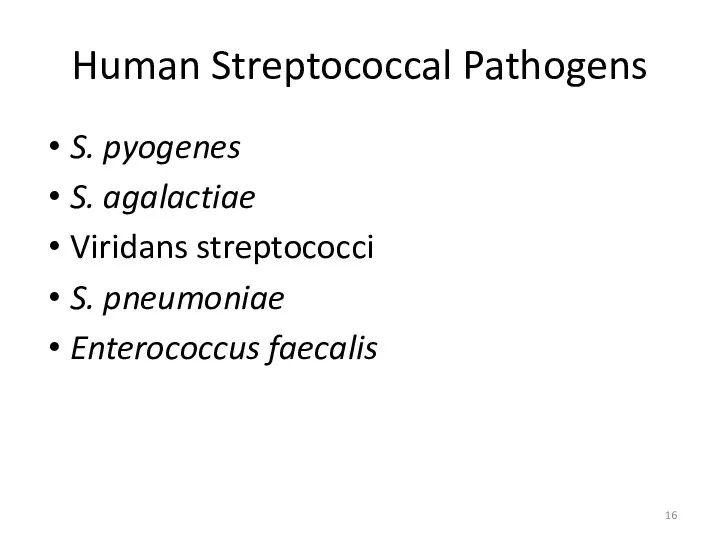 Human Streptococcal Pathogens S. pyogenes S. agalactiae Viridans streptococci S. pneumoniae Enterococcus faecalis
