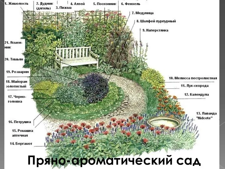 Пряно-ароматический сад