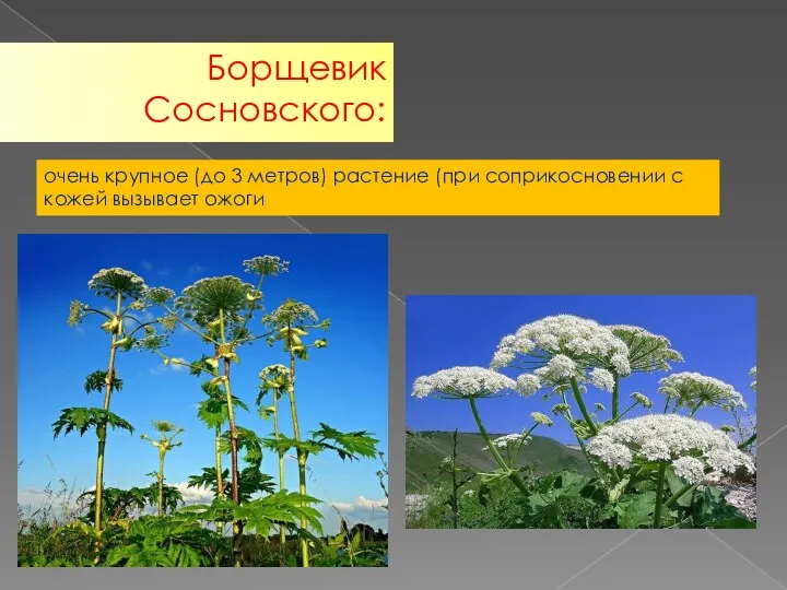 очень крупное (до 3 метров) растение (при соприкосновении с кожей вызывает ожоги Борщевик Сосновского: