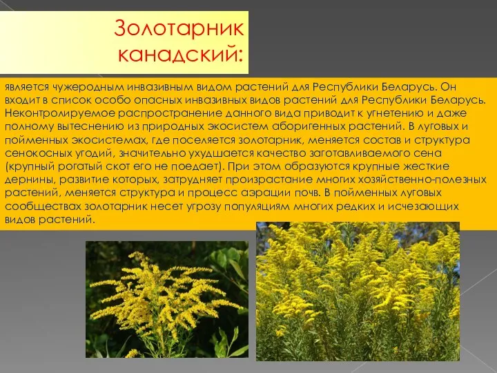 является чужеродным инвазивным видом растений для Республики Беларусь. Он входит в список особо