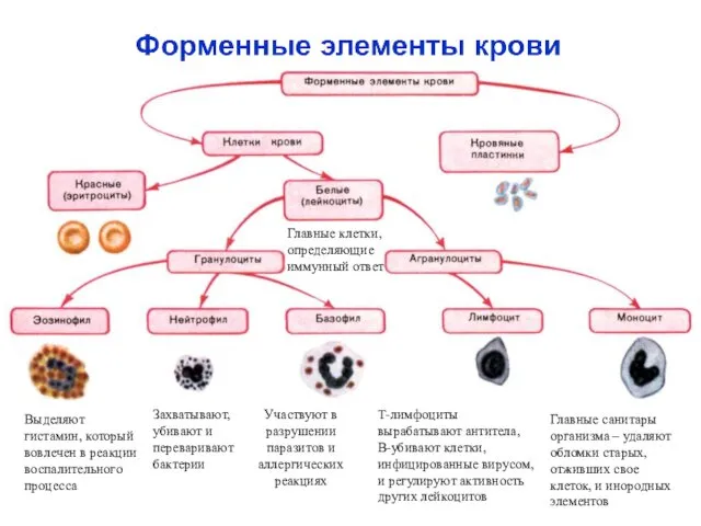 Захватывают, убивают и переваривают бактерии Выделяют гистамин, который вовлечен в