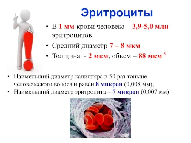В 1 мм крови человека – 3,9-5,0 млн эритроцитов Средний