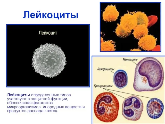 Лейкоциты Лейкоциты определенных типов участвуют в защитной функции, обеспечивая фагоцитоз