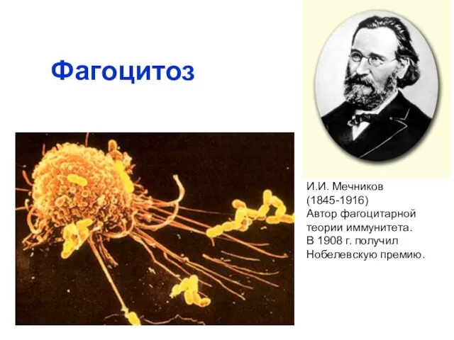 Фагоцитоз И.И. Мечников (1845-1916) Автор фагоцитарной теории иммунитета. В 1908 г. получил Нобелевскую премию.