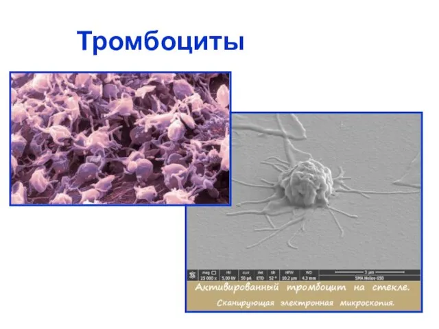 Тромбоциты