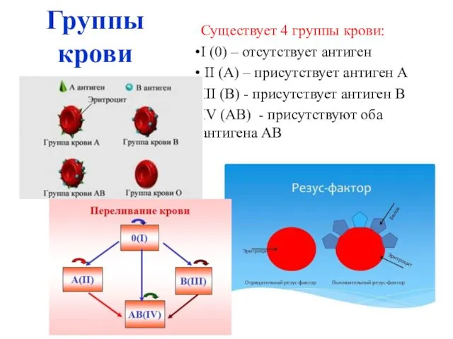 Группы крови Существует 4 группы крови: I (0) – отсутствует