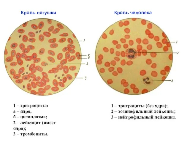 1 – эритроциты: а – ядро, б – цитоплазма; 2