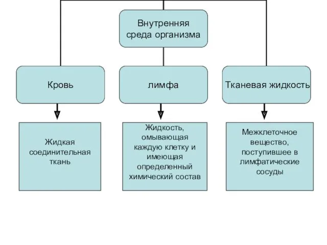 Жидкая соединительная ткань Жидкость, омывающая каждую клетку и имеющая определенный