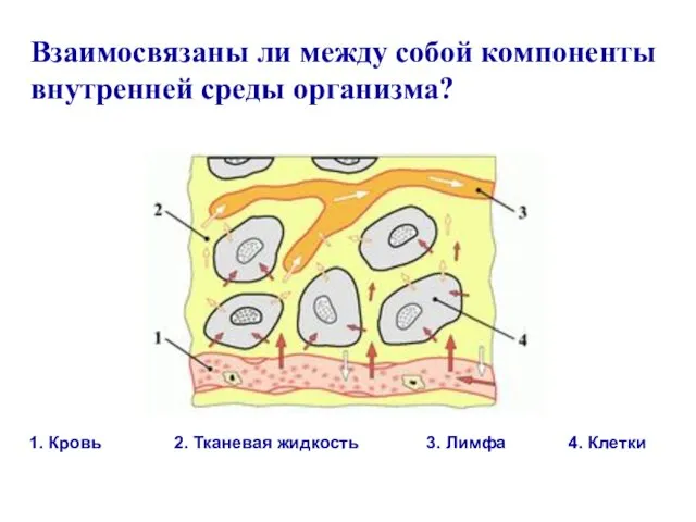 Взаимосвязаны ли между собой компоненты внутренней среды организма? 1. Кровь