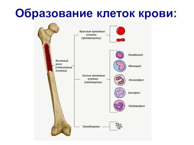 Образование клеток крови: