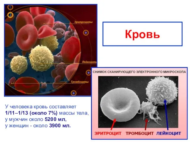 Кровь У человека кровь составляет 1/11–1/13 (около 7%) массы тела,