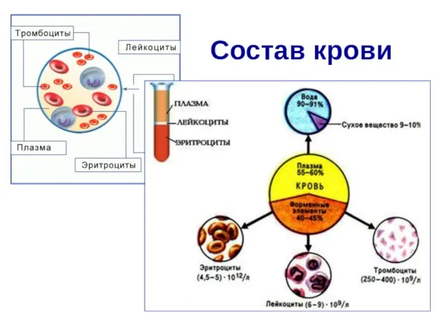 Состав крови