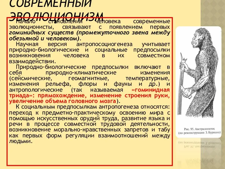 СОВРЕМЕННЫЙ ЭВОЛЮЦИОНИЗМ Начало становления человека современные эволюционисты, связывают с появлением