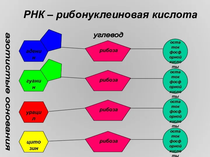 РНК – рибонуклеиновая кислота аденин гуанин урацил цитозин рибоза рибоза