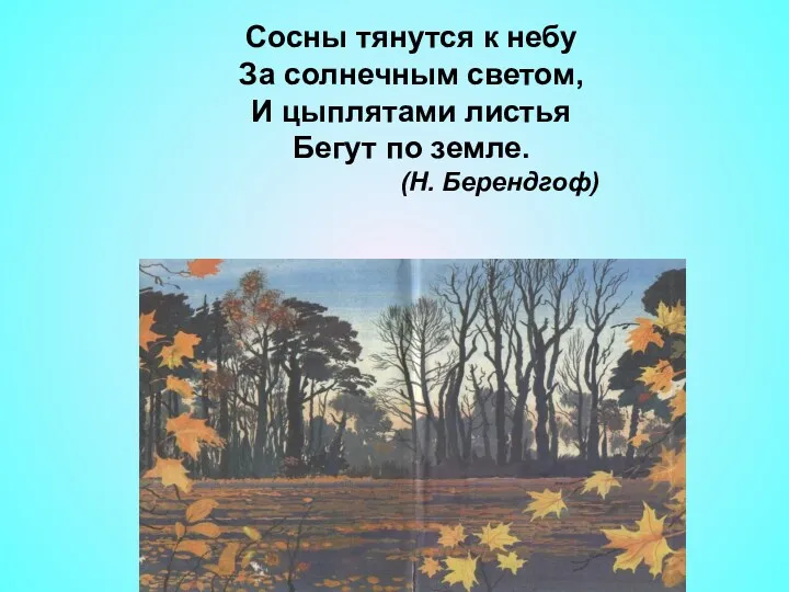 Сосны тянутся к небу За солнечным светом, И цыплятами листья Бегут по земле. (Н. Берендгоф)