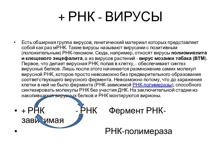 + РНК - ВИРУСЫ Есть обширная группа вирусов, генетический материал