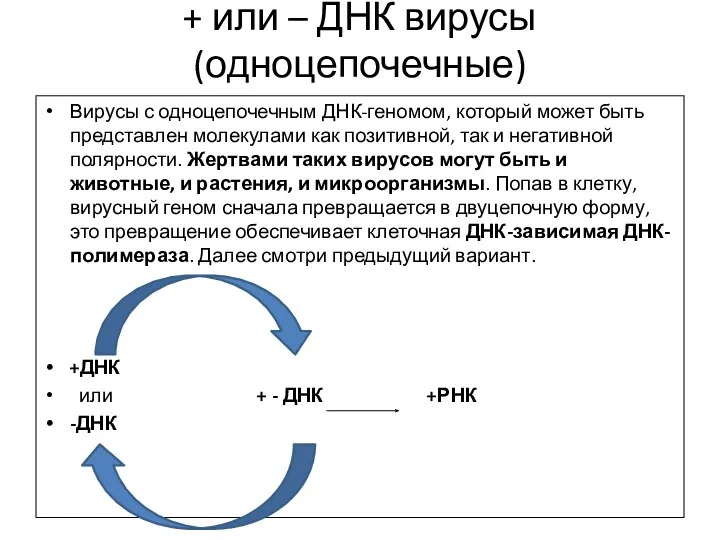 + или – ДНК вирусы (одноцепочечные) Вирусы с одноцепочечным ДНК-геномом,