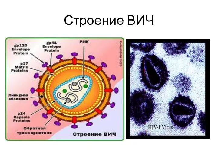 Строение ВИЧ