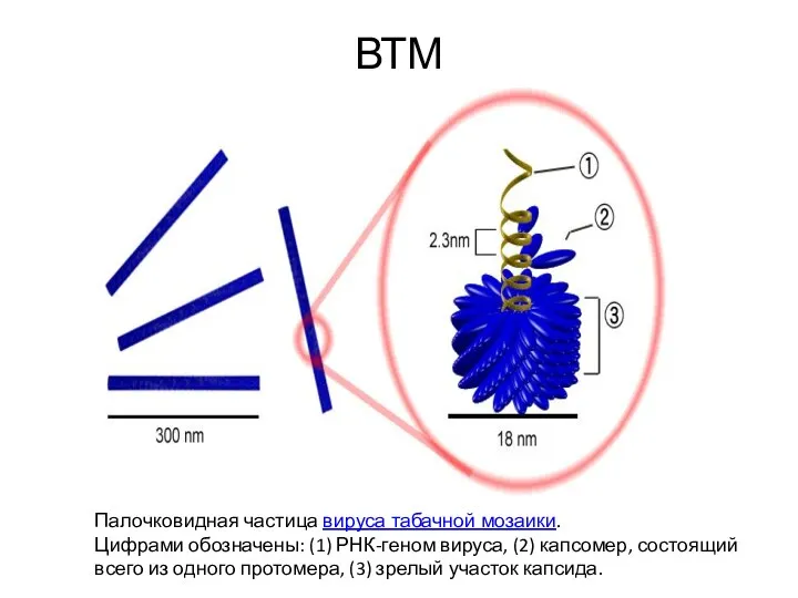 ВТМ Палочковидная частица вируса табачной мозаики. Цифрами обозначены: (1) РНК-геном