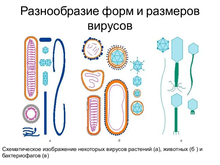 Разнообразие форм и размеров вирусов Схематическое изображение некоторых вирусов растений