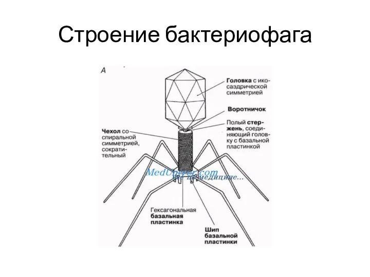 Строение бактериофага