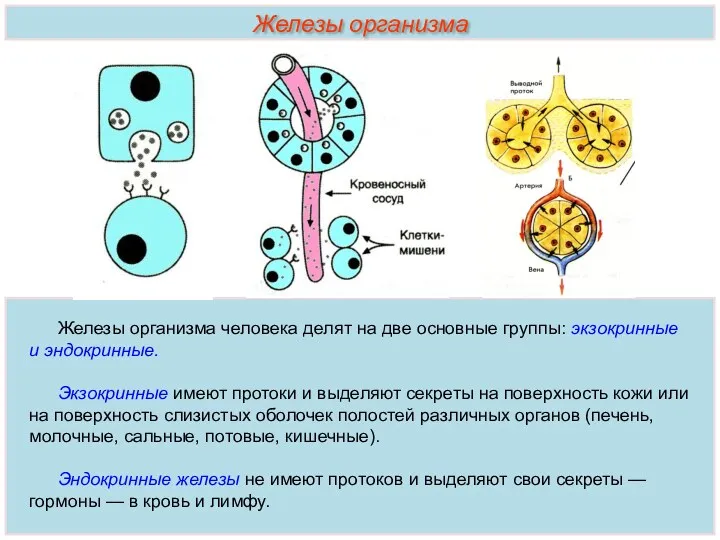 Железы организма человека делят на две основные группы: экзокринные и эндокринные. Экзокринные имеют