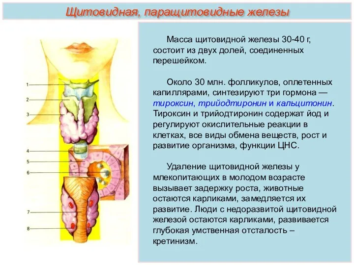 Масса щитовидной железы 30-40 г, состоит из двух долей, соединенных перешейком. Около 30