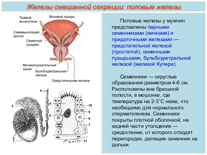 Железы смешанной секреции: половые железы Половые железы у мужчин представлены парными семенниками (яичками)