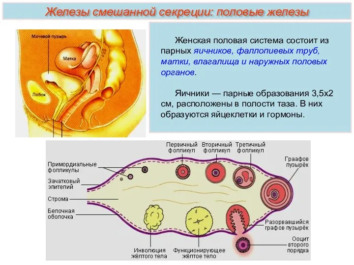 Женская половая система состоит из парных яичников, фаллопиевых труб, матки, влагалища и наружных