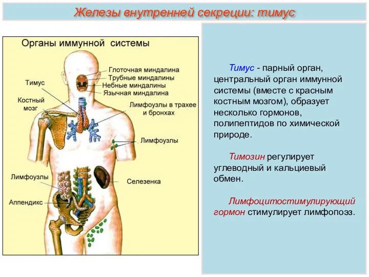 Тимус - парный орган, центральный орган иммунной системы (вместе с красным костным мозгом),