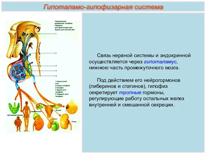 Связь нервной системы и эндокринной осуществляется через гипоталамус, нижнюю часть промежуточного мозга. Под