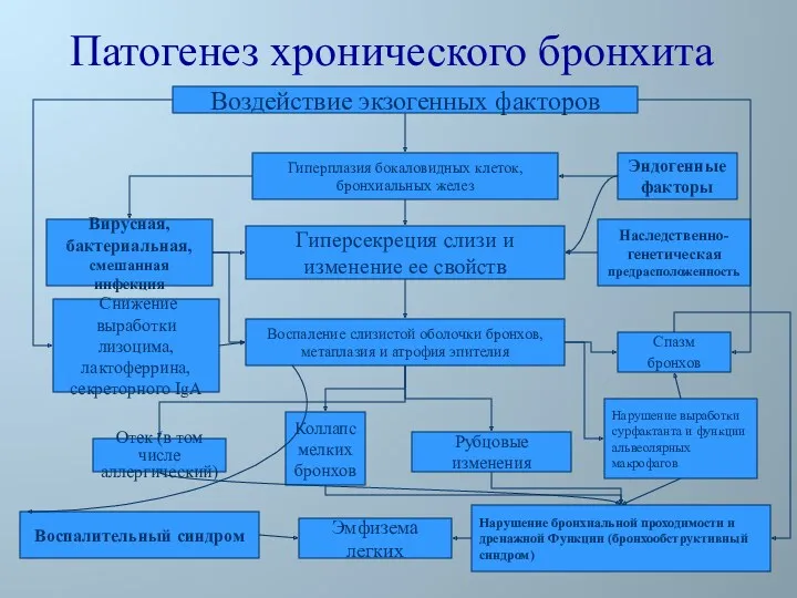 Патогенез хронического бронхита Воздействие экзогенных факторов Гиперплазия бокаловидных клеток, бронхиальных