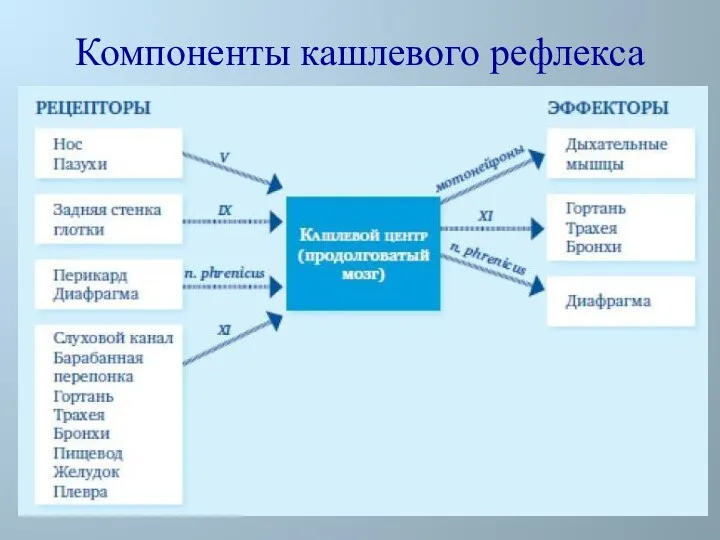 Компоненты кашлевого рефлекса