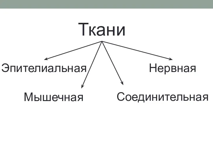 Ткани Эпителиальная Нервная Мышечная Соединительная