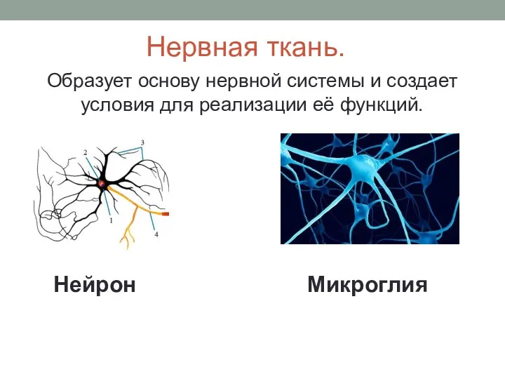 Нервная ткань. Образует основу нервной системы и создает условия для реализации её функций. Нейрон Микроглия