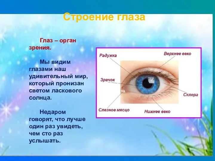 Глаз – орган зрения. Мы видим глазами наш удивительный мир,