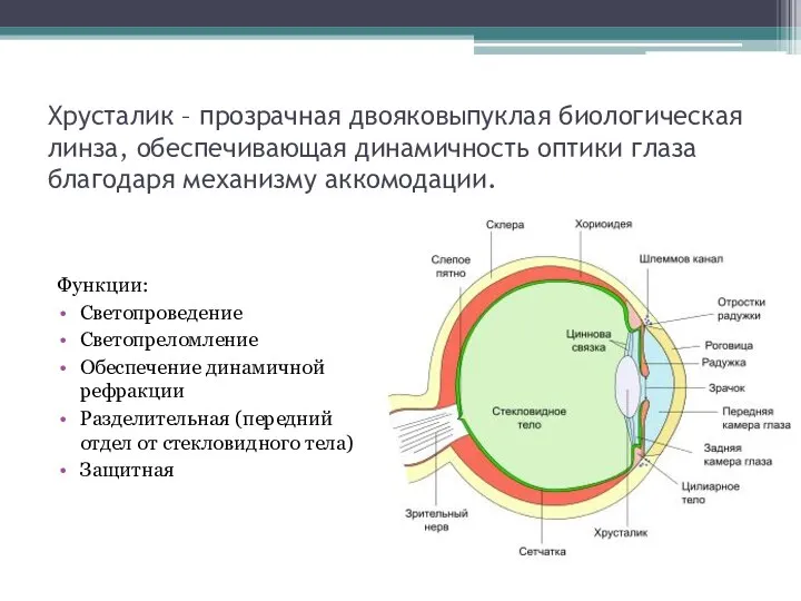 Хрусталик – прозрачная двояковыпуклая биологическая линза, обеспечивающая динамичность оптики глаза