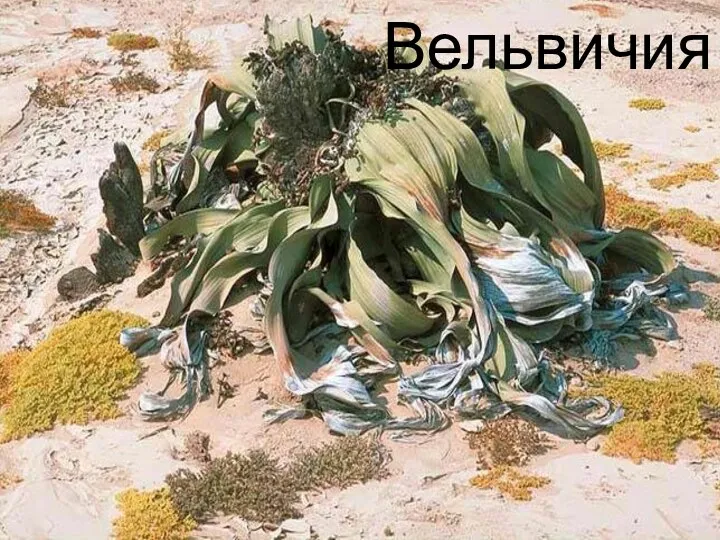 Вельвичия