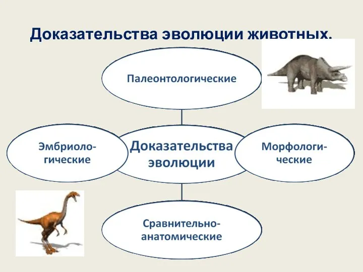 Доказательства эволюции животных.