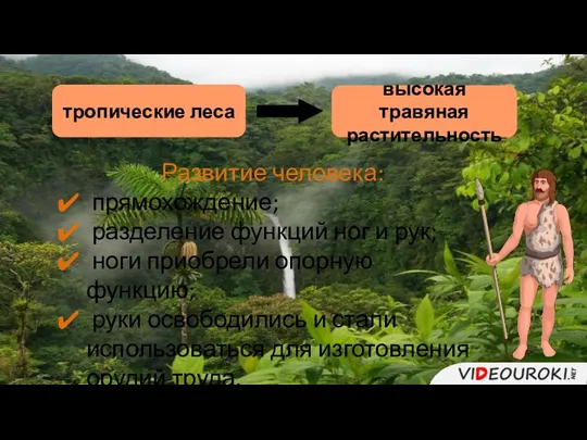 тропические леса высокая травяная растительность Развитие человека: прямохождение; разделение функций