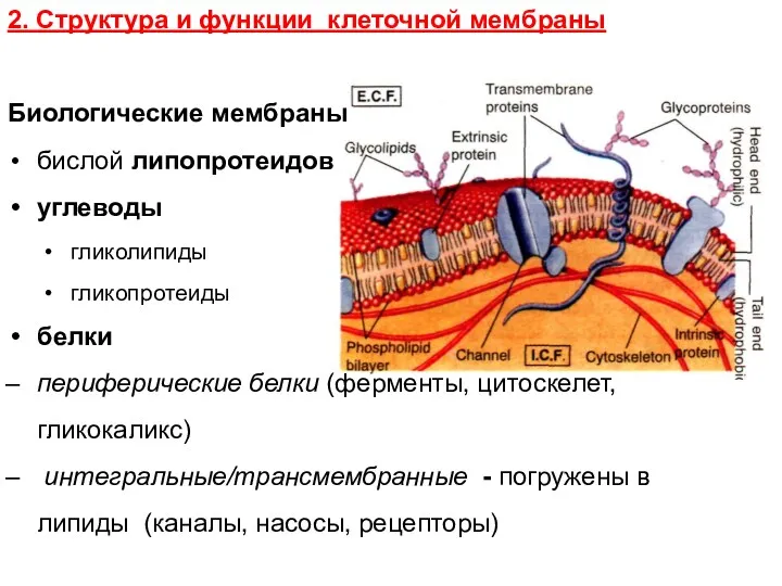 2. Структура и функции клеточной мембраны Биологические мембраны бислой липопротеидов