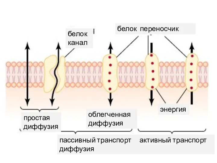 белок канал белок переносчик простая диффузия облегченная диффузия энергия пассивный транспорт активный транспорт диффузия