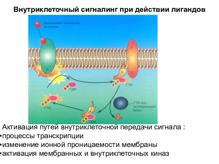 Внутриклеточный сигналинг при действии лигандов Активация путей внутриклеточной передачи сигнала