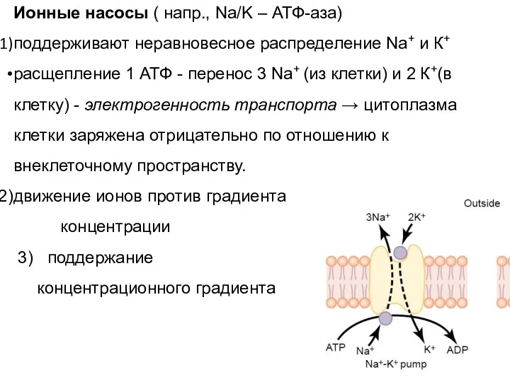 Ионные насосы ( напр., Na/K – АТФ-аза) поддерживают неравновесное распределение