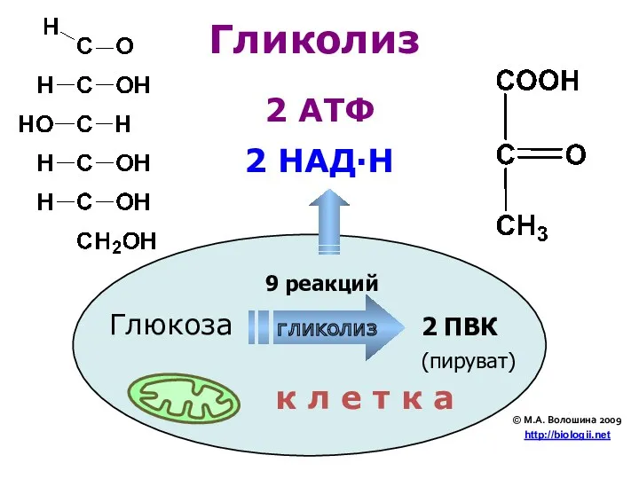 Глюкоза 2 ПВК Гликолиз к л е т к а