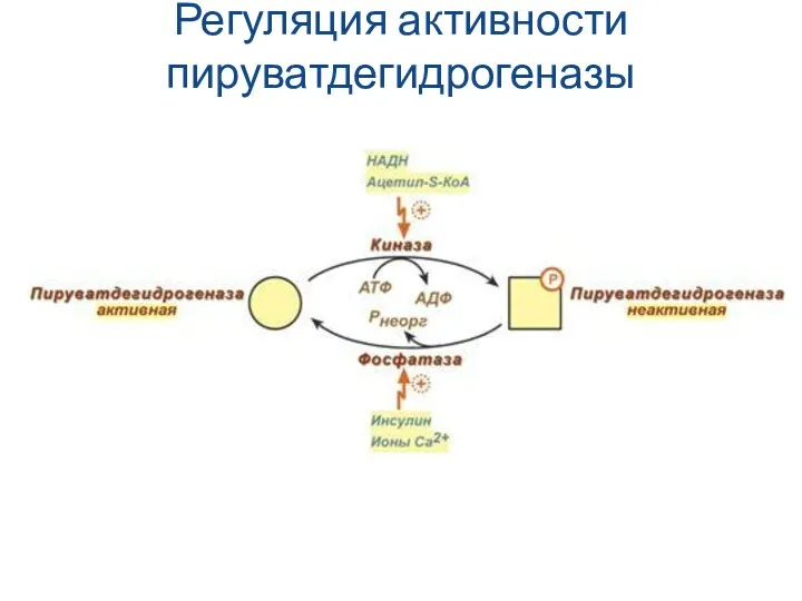 Регуляция активности пируватдегидрогеназы